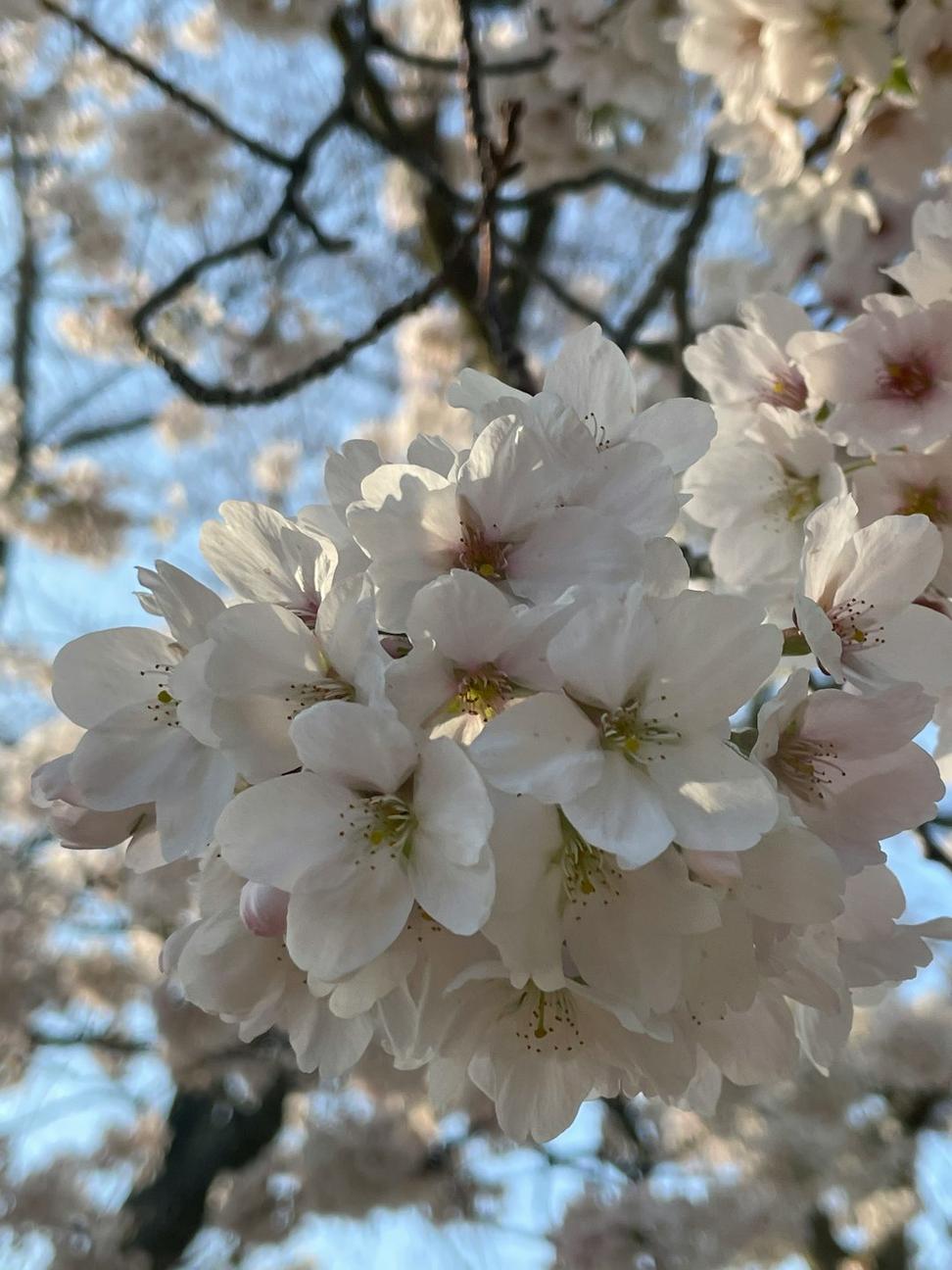 Cherry blossom arrangement