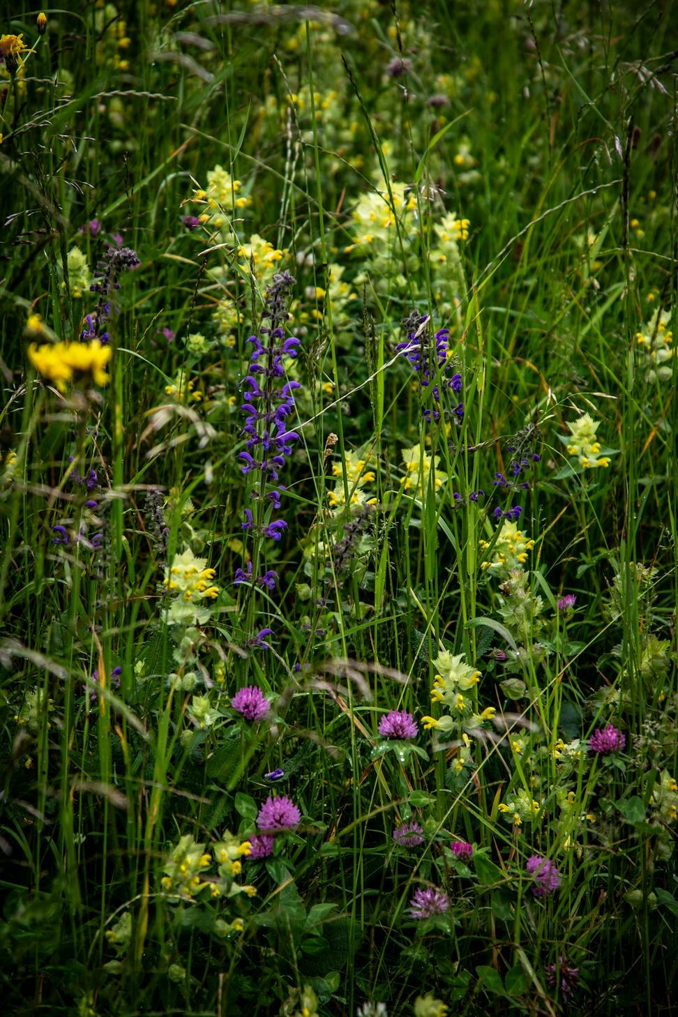 Wildflower collections
