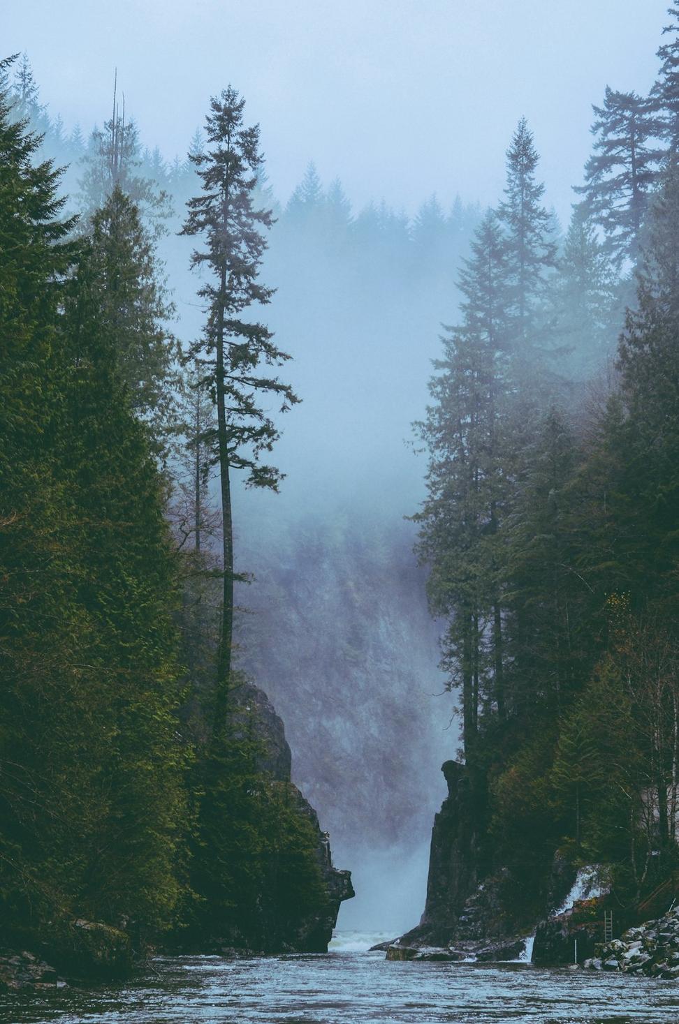 Misty forest wilderness
