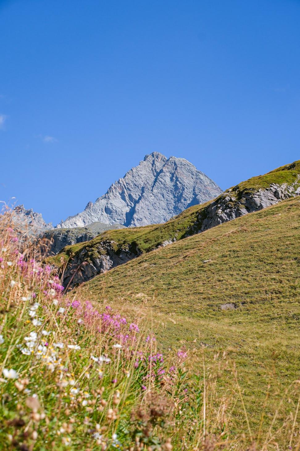 Wild mountain flowers