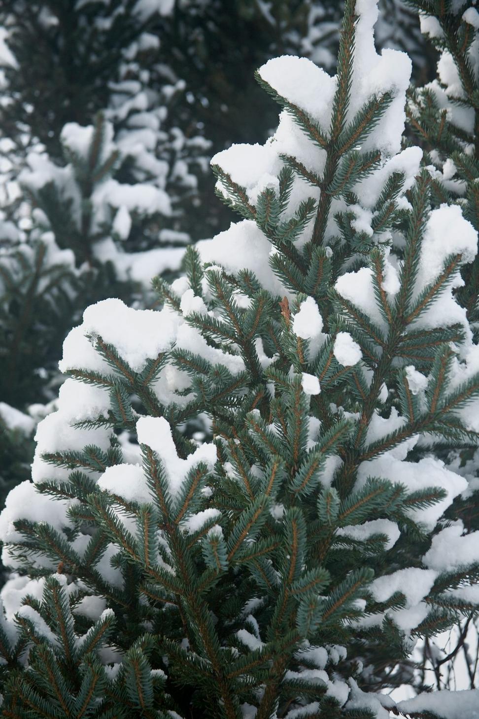 Winter evergreen arrangement