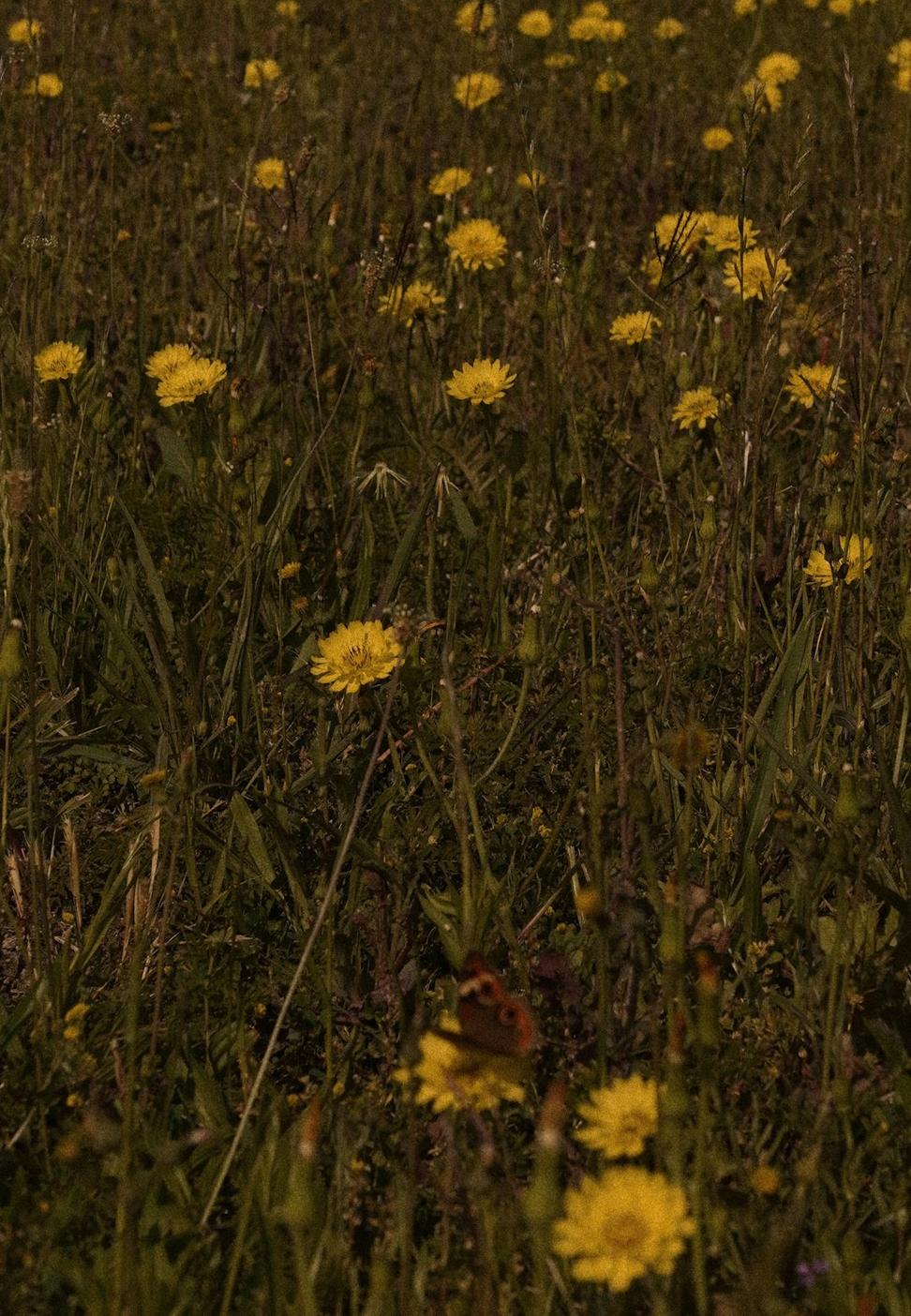 Summer wildflowers